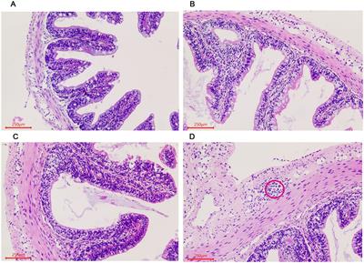 Changes of intestinal microbiota in the giant salamander (Andrias davidianus) during growth based on high-throughput sequencing